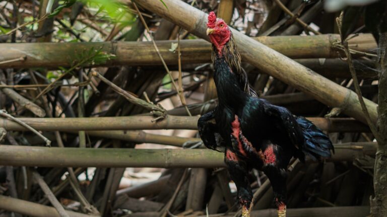 Rahasia Nikmat Pembuatan Ayam Kecap yang Menggoyang Lidah!