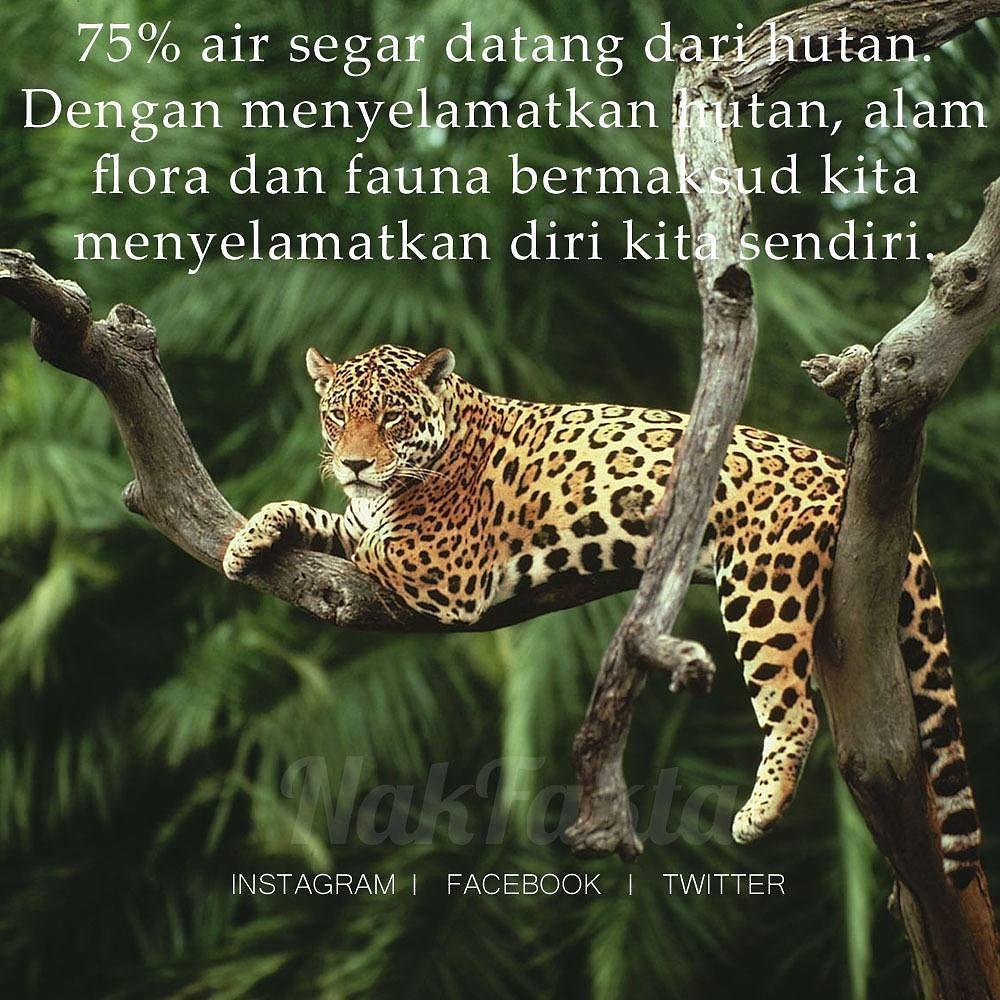 Menyelamatkan Fauna: Langkah-langkah⁣ Kecil⁤ yang Bisa Kita Ambil ⁢untuk ⁤Melindungi Kehidupan Liar