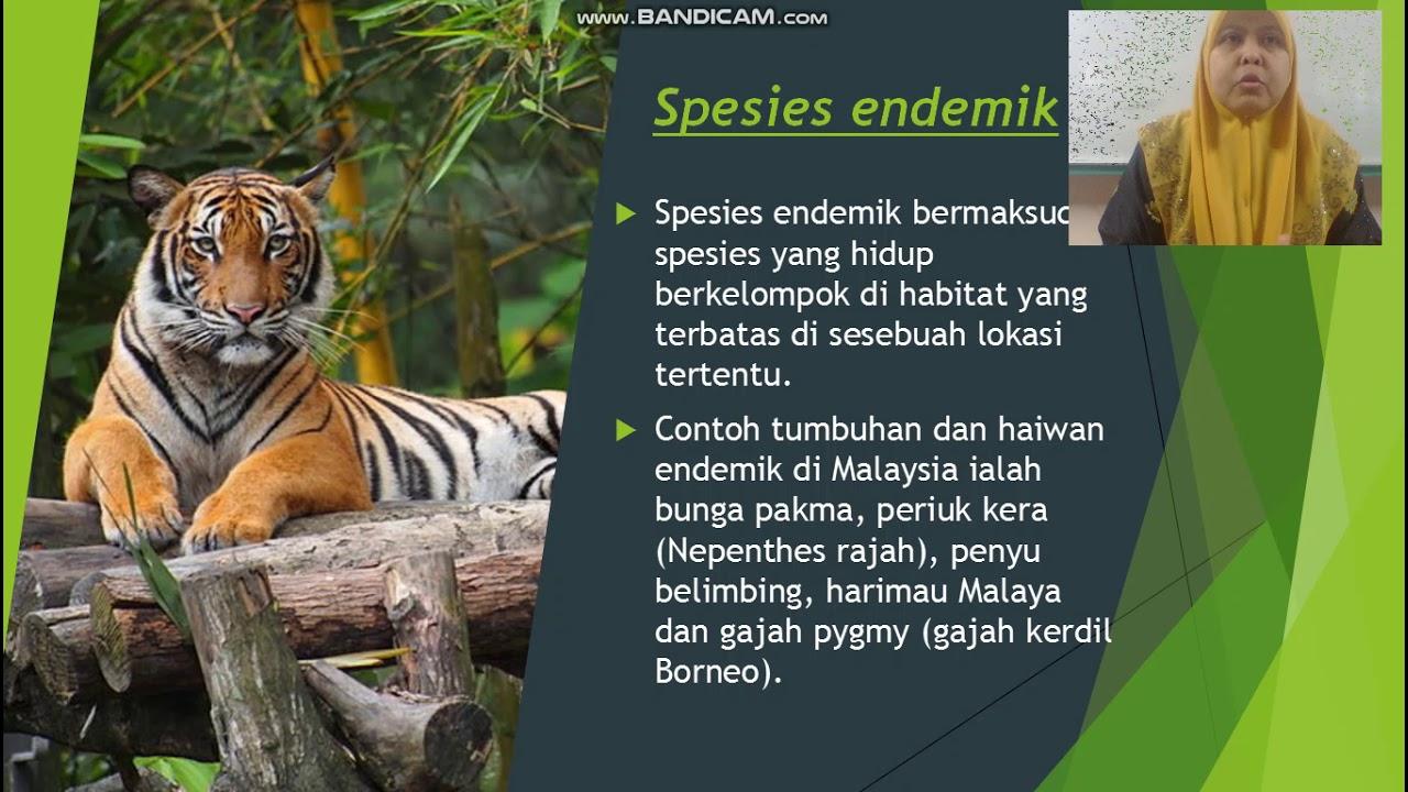 Mengenal Spesies⁣ Endemik: Harta Karun Fauna yang Hanya⁣ Ada di Garis Pemisah